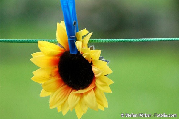 Gartenfest beim „Grünen Daumen“!