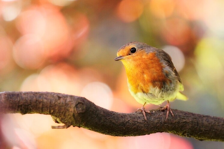 Vom Vogel der nicht pfeifen konnte