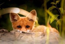 Die hungrige Familie Fuchs | Cantus Theaterverlag