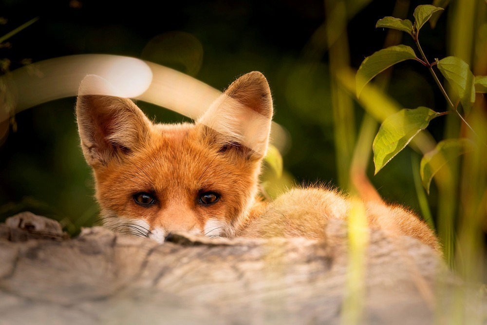 Die hungrige Familie Fuchs | Cantus Theaterverlag