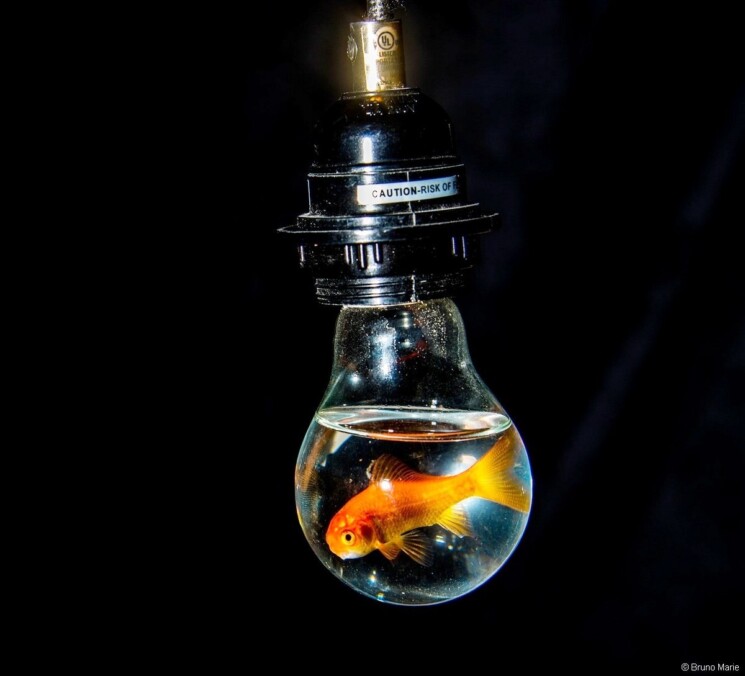 Der Fall des einsamen Goldfischs