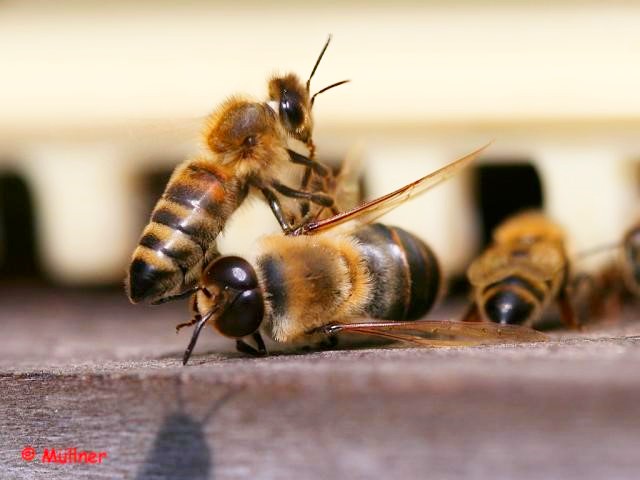 VOM BIENENKÖNIG - Der Mann als Drohne der Schöpfung | Cantus Theaterverlag