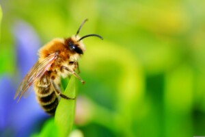 Das Sterben der Bienen | ©Melanie/Pixabay | Cantus Theaterverlag